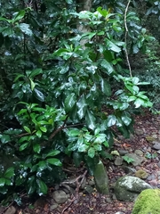 Schizomeria ovata