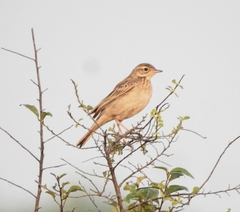 Anthus godlewskii