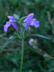 Galeopsis angustifolia
