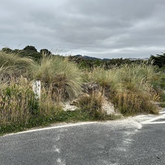 Phocarctos hookeri
