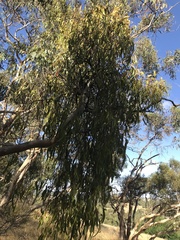 Amyema miquelii
