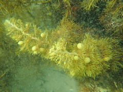 Phyllotricha verruculosa