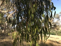 Amyema miquelii