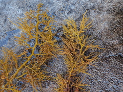 Cystophora subfarcinata