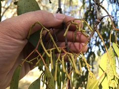 Amyema miquelii