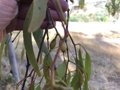 Amyema miquelii