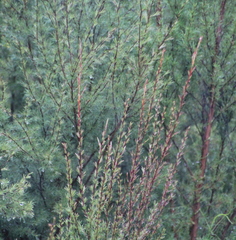 Kunzea linearis