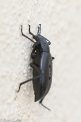Eleodes gracilis