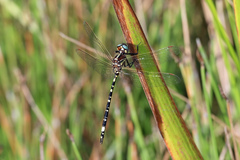 Synthemis eustalacta