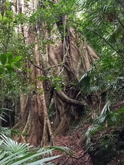 Ficus obliqua