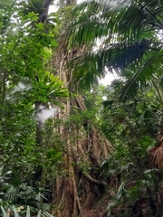 Ficus obliqua