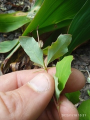 Berberis