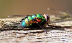 Rutilia