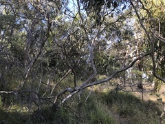 Eucalyptus fasciculosa