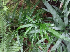 Pteris umbrosa