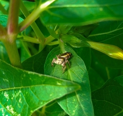 Paraphidippus aurantius