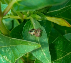 Paraphidippus aurantius