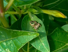 Paraphidippus aurantius