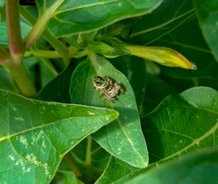 Paraphidippus aurantius