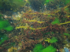 Cystophora moniliformis