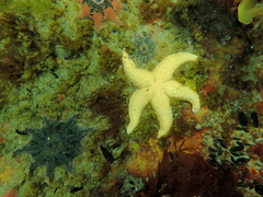 Asterias amurensis