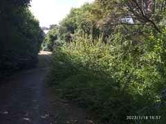 Berberis
