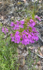 Stylidium scandens