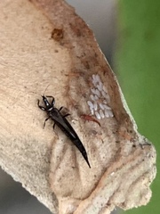 Phlaeothripidae