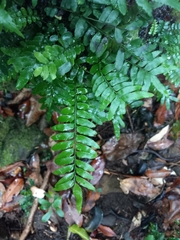 Arthropteris tenella