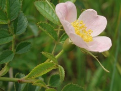 Rosa elliptica