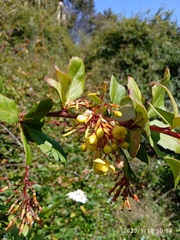Berberis