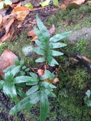 Arthropteris tenella