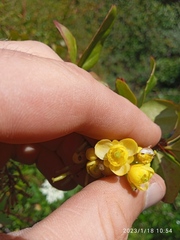 Berberis