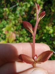 Berberis