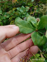 Berberis