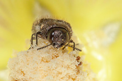 Acmaeodera bowditchi