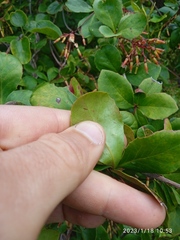 Berberis