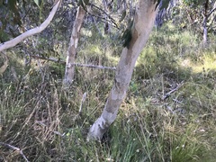 Eucalyptus fasciculosa