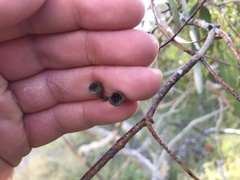 Eucalyptus fasciculosa