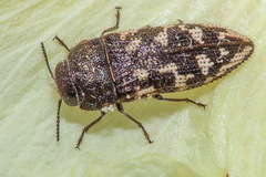 Acmaeodera bowditchi