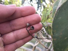 Eucalyptus fasciculosa