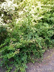 Berberis