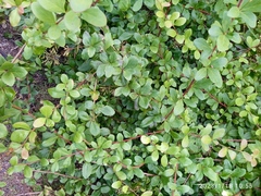 Berberis