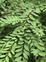 Callicarpa dichotoma