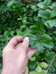 Berberis