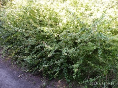 Berberis