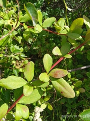 Berberis