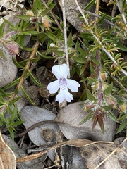 Hemiandra pungens