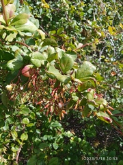 Berberis