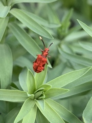 Lemodes coccinea
